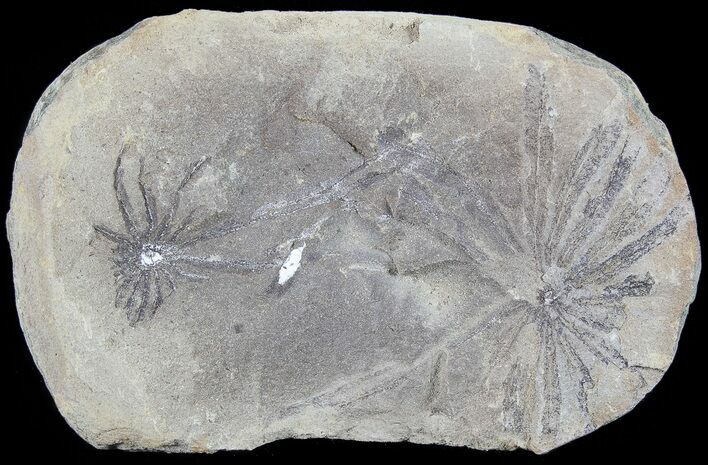 Fossil Horsetail (Annularia) Fossil (Pos/Neg) - Mazon Creek #72421
